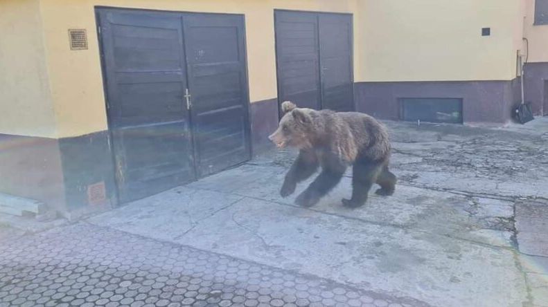 Medvěd vystrašil děti, které jezdily na poníku na okraji slovenské obce